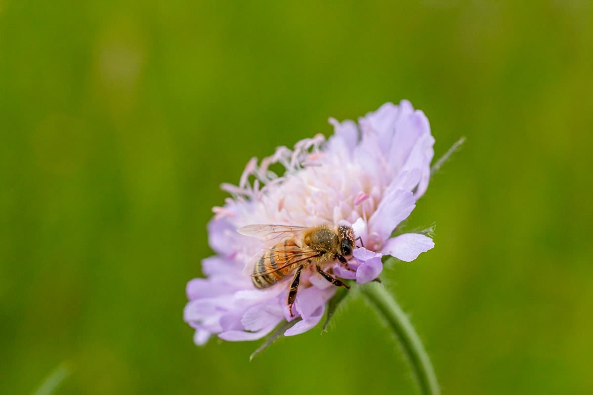 Honigbiene (© Andrea Heri)